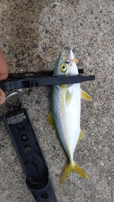 今日もライトゲーム