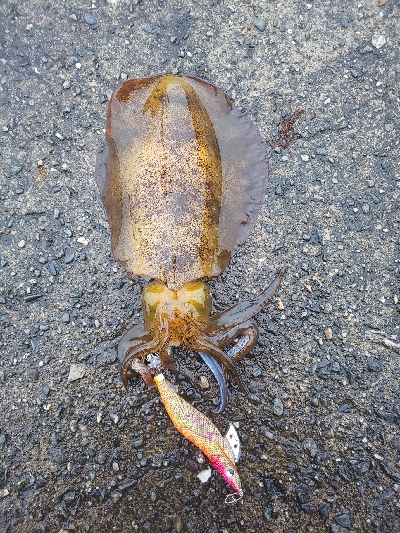 激濁りの後、、、