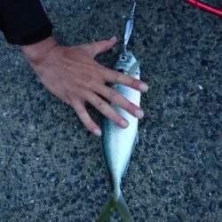 ショアジギ釣行