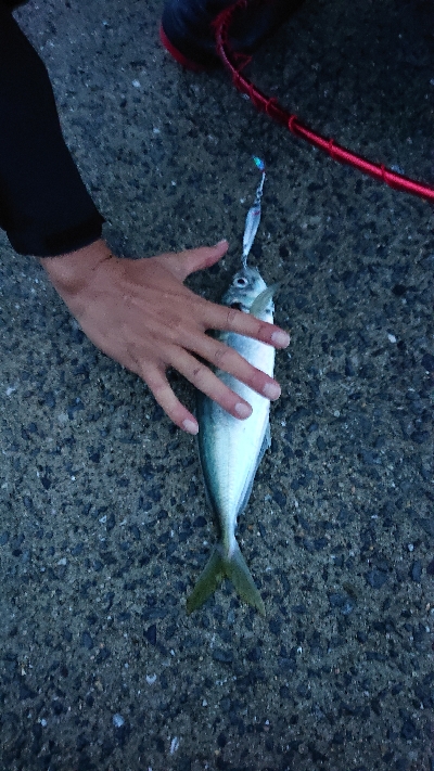 ショアジギ釣行