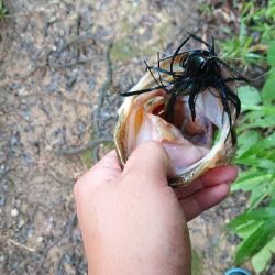 伝統のカバージグ