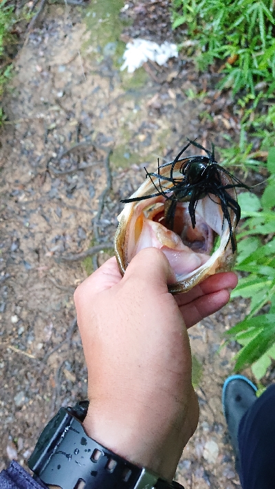 伝統のカバージグ