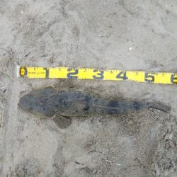 マゴチ60cmUPならず。