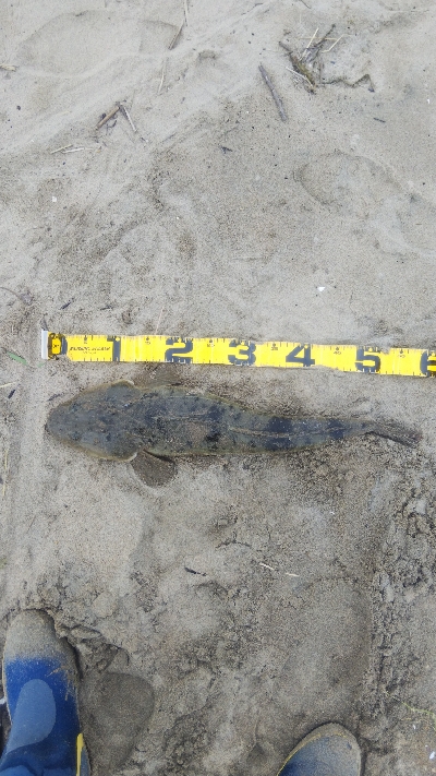 マゴチ60cmUPならず。