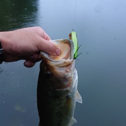 トップウォーター