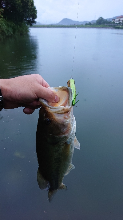 トップウォーター