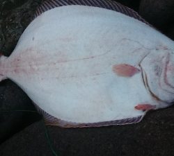 65cmの外道ヒラメ