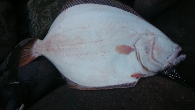 65cmの外道ヒラメ