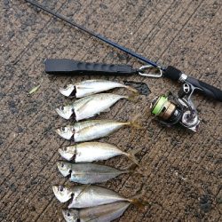 アジング    まだ釣れる