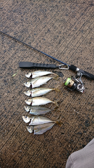 アジング    まだ釣れる