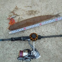 ケンサキ一杯、エソいっぱい