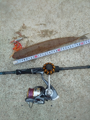 ケンサキ一杯、エソいっぱい