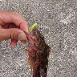 タコ釣り上手くなりたい…