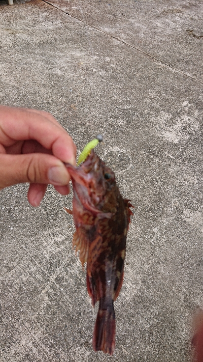 タコ釣り上手くなりたい…