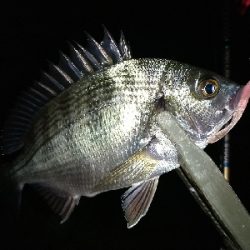 雨あとのシーバス！アジ！