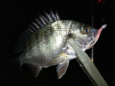 雨あとのシーバス！アジ！