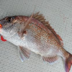 ナナマル出現！海豚にてタイラバ！