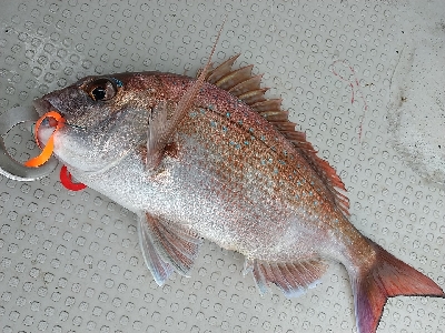 ナナマル出現！海豚にてタイラバ！