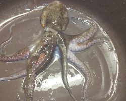 雨あとのコスモスクエア