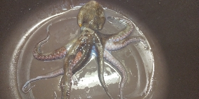 雨あとのコスモスクエア