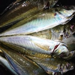 泉南フロートアジング