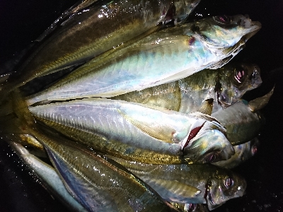 泉南フロートアジング