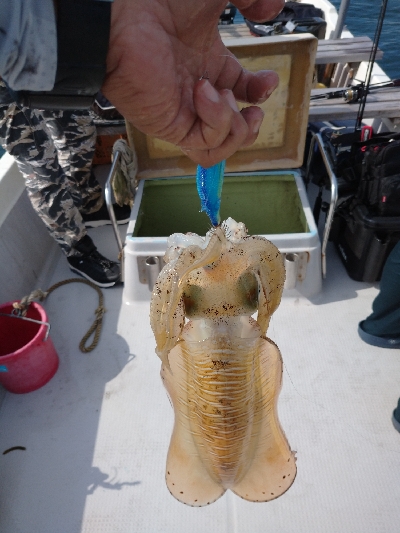 梅雨の晴れ間にボートエギング