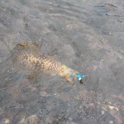 出張でちょっとだけエギング