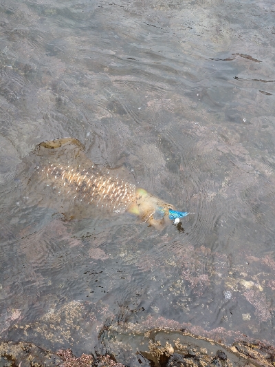 出張でちょっとだけエギング