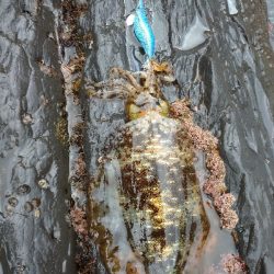 対馬エギング釣果