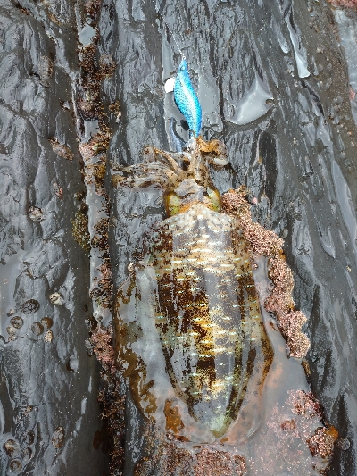 対馬エギング釣果