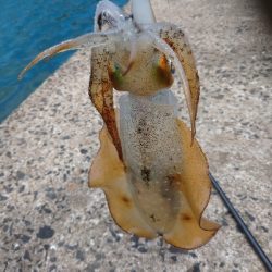 対馬なんですけどね