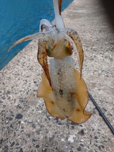 対馬なんですけどね