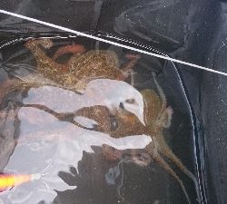 なんとか２杯、ばらしも２杯