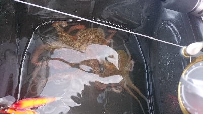 なんとか２杯、ばらしも２杯