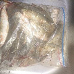 雨の止み間にアジング