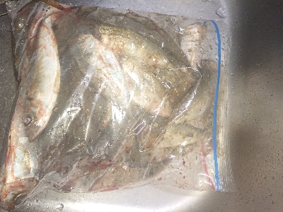 雨の止み間にアジング