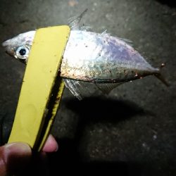 まだ、釣れます。