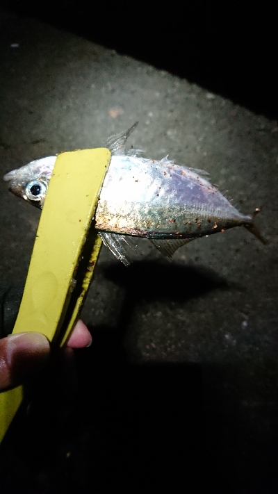 まだ、釣れます。