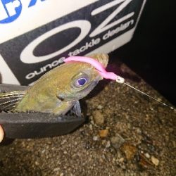 アジのサイズupを目指して