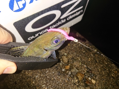 アジのサイズupを目指して