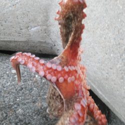 夕涼みフィッシング