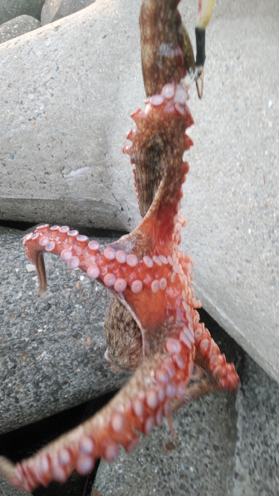 夕涼みフィッシング