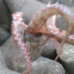 大雨後でも釣れてます