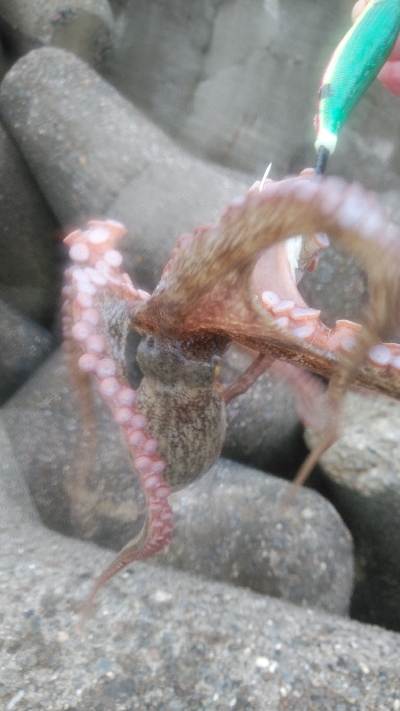 大雨後でも釣れてます