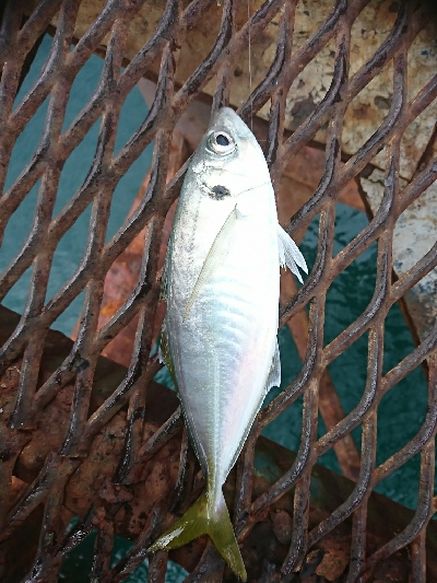 誕生日釣行！痛恨のバラシ…７種捕ったゾ(笑…