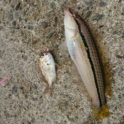 キスダービー参加狙い…必殺6種盛!