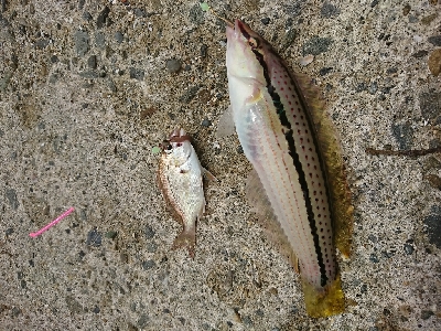 キスダービー参加狙い…必殺6種盛！