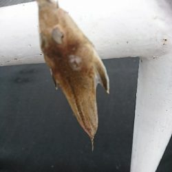 3連休最終日、迷いの釣りに成果なし…