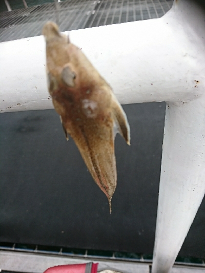 3連休最終日、迷いの釣りに成果なし…